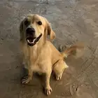 كلب