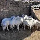 غنم شهران صنف