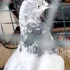 جوز تيدي بيور انثى جونسرا ذكر كلسرا