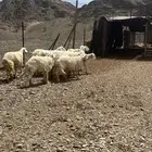 ضان للبيع