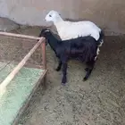 جفره حري