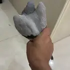 حمامه زاجل او سباق