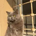 قط للتبني