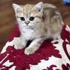 قط ذكر برتش هير Ay12