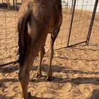 قعود قصب