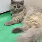 قط شيرازي للتبني