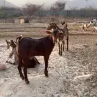 مشروع فحل العمر ثلاثه شهور ونصف