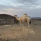 باتلي للبيع