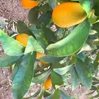 للبيع فاكهة الكمكوات من مزارعنا بالشفا