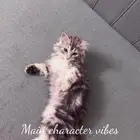 قطة لتبني