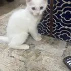 قطه للتبني