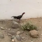 دجاج شامو للبيع