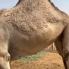بكره شقحاء مغلقه شحم