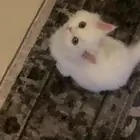 قط صغير شيرازي لتبني