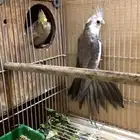 جوز كروان قريب انتااج