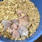 للبيع فروخ روز غر لاتينو فايلوت (( تم البيع ))