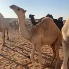 بكره عمرها ثمان شهور للبيع مالي حد على السوم