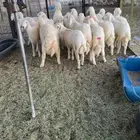 طليان حريات تم البيع