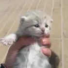 شكوتش كتن للبيع