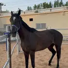خيل عربي انقليزي سبق