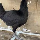 دجاجة بياض