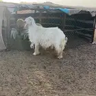 خروف فحل نجدي