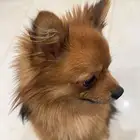 كلب بومرينيان بيور