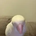 روز ضايع اليوم الساعه 3 العصر بالرس اللي يحصله يتواصل معي