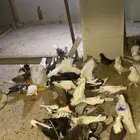 حمام للبيع كامل