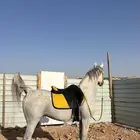 حصان واهو ورق   مواليد 2017 9 1   كفو ولا يشكي من شي
