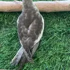 فرخ كروان ( تم البيع )