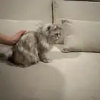 بسه شيرازيه للتبني مع كامل اغراضها