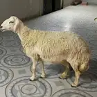 نعجه حرية صنف الصنف دافع