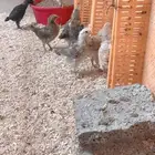 صوص بلدي محصن
