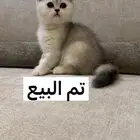 تم البيع