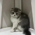 قط سكوتش فولد