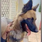 كلب جيرمن مفقود مخرج 22حي ليمامه