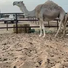 لقحه على بعير ابن قريع