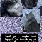 قطة مفقودة الوزيرية