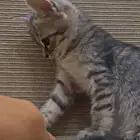 قطه صغيره