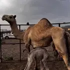 ناقه خلفه