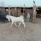 تيس ابيض مطور