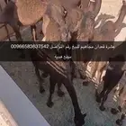 عشر قعدان عقاير