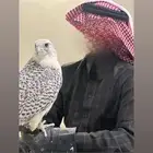 تأجير صقور يومي