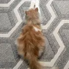 قط للتبني شيرازي