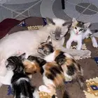 قطة للتبني