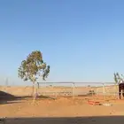 بادوك خيل للبيع