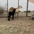 للبيع سواكنيه خلفه فاخره