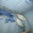 جوز روز ومنتج شرط