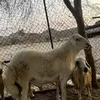 طلي فحل صنف الصنف